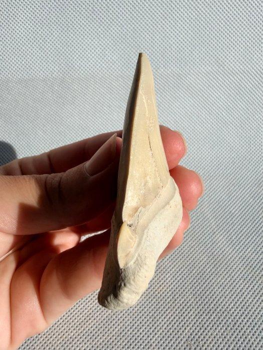 Haai - Fossiele tand - Otodus obliquus - 6.5 cm (Zonder, Verzamelen, Mineralen en Fossielen