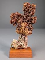 Natuurlijke spons Skelet - Porifera sp. - 10.5 cm - 4.5 cm -, Verzamelen, Nieuw