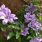 Clematis ‘Nelly Moser - 60-80 cm, Ophalen of Verzenden