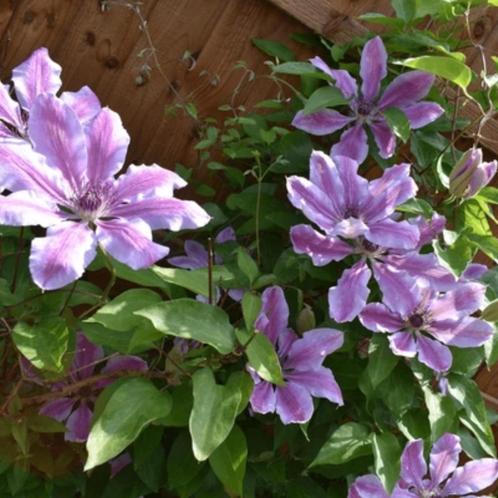 Clematis ‘Nelly Moser - 60-80 cm, Tuin en Terras, Planten | Tuinplanten, Ophalen of Verzenden