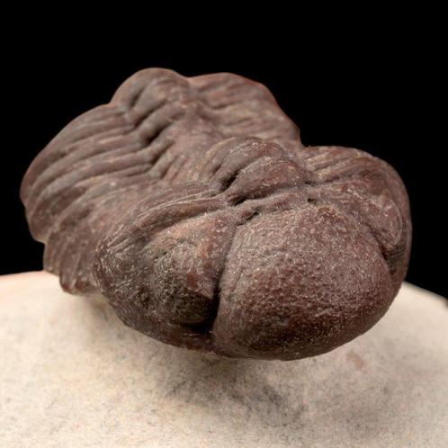 Goed bewaard gebleven trilobietenMonsteriep – Devon, Marokko, Verzamelen, Dierenverzamelingen