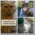 Kattenpension, Diensten en Vakmensen, Dieren | Katten | Verzorging, Oppas en Les, Pension of Dagopvang