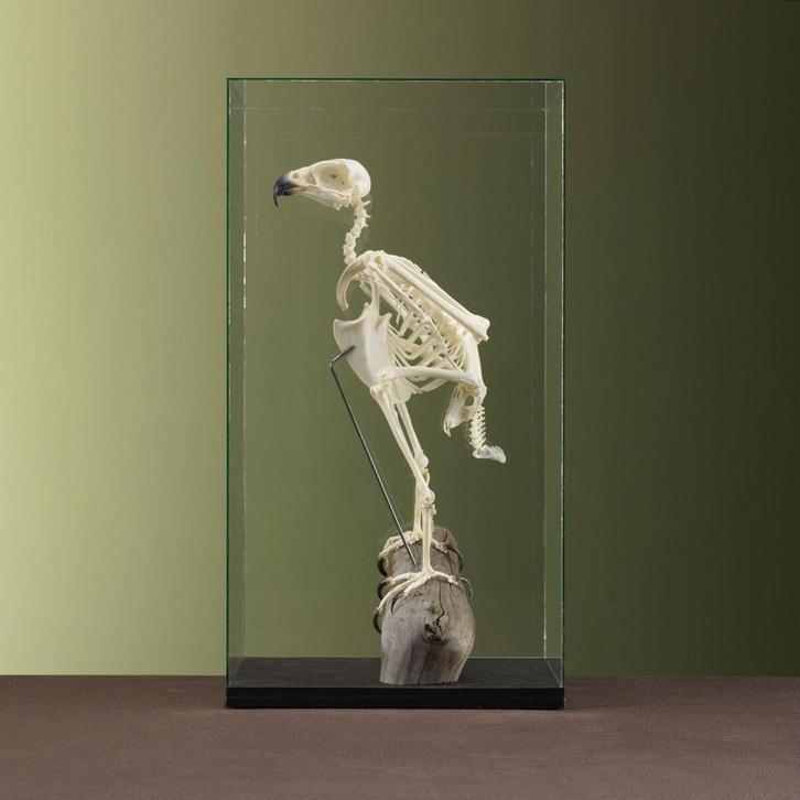 Giervalk Skelet Taxidermie Opgezette Dieren By Max, Verzamelen, Dierenverzamelingen, Opgezet dier, Nieuw, Vogel, Ophalen of Verzenden