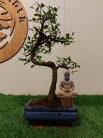 Japanese iep bonsai (Zelkova) - Hoogte (boom): 30 cm -, Antiek en Kunst