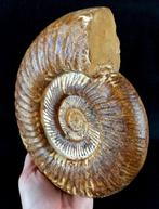 Ammoniet - Gefossiliseerd dier - Kranaosphinctes, Verzamelen, Mineralen en Fossielen