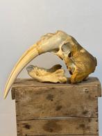 Walrus Schedel - Odobenus rosmarus - 27 cm - 24 cm - 54 cm-, Nieuw