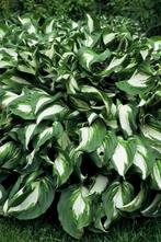 Hartlelie Hosta undulata Mediovariegata Pot