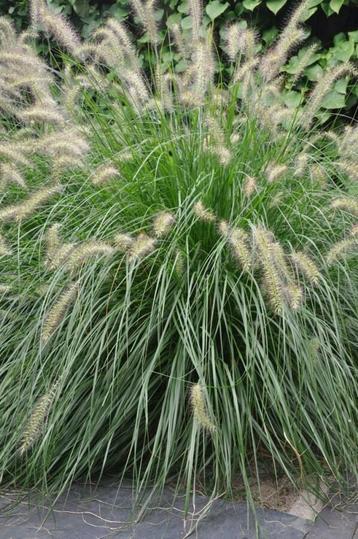 Lampenpoetsersgras Pennisetum alopecuroides Hameln 5-10