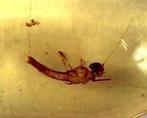 Copal - Barnsteen - Insect ready for a ring - Juraasic park
