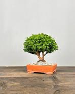 Cryptomeria japonica - Hoogte (boom): 19 cm - Diepte (boom):