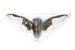 30 stuks Bat Wing Cicadas, 100 mm spanwijdte A1 Taxidermie, Nieuw