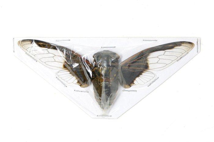 30 stuks Bat Wing Cicadas, 100 mm spanwijdte A1 Taxidermie, Verzamelen, Dierenverzamelingen
