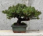 Jeneverbes bonsai (Juniperus) - Hoogte (boom): 10 cm -