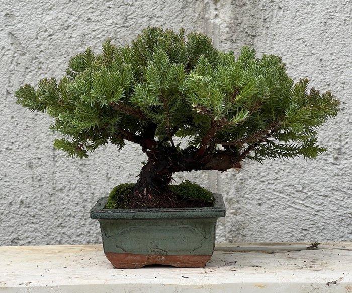 Jeneverbes bonsai (Juniperus) - Hoogte (boom): 10 cm -, Antiek en Kunst, Curiosa en Brocante