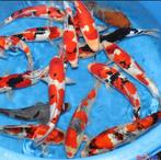 Japanse koi voor elk budget Bij Leonie’s Nishikigoi, Karper of Koi