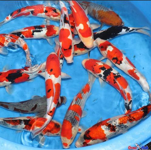 Japanse koi voor elk budget Bij Leonie’s Nishikigoi, Dieren en Toebehoren, Vissen | Vijvervissen, Karper of Koi