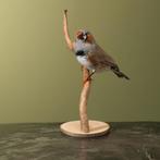 Zebravink Taxidermie Opgezette Dieren By Max, Ophalen of Verzenden, Nieuw, Vogel, Opgezet dier