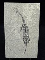 Fossiele plaatmatrix - Keichousaurus sp. - 14.5 cm - 9 cm, Verzamelen