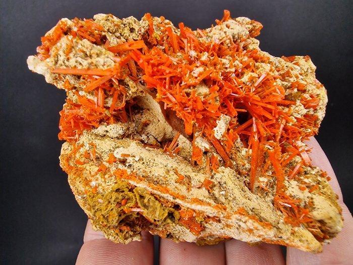 crocoiet Kleur van topkwaliteit - Hoogte: 70 mm - Breedte:, Verzamelen, Mineralen en Fossielen