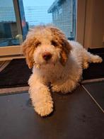 Italiaanse Waterhond- Lagotto Romagnolo - vs Labradoodle, Dieren en Toebehoren, België, Overige rassen, 8 tot 15 weken, Parvo