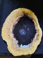 Palm - Gefossiliseerd hout - Palmoxylon sp. - 37 cm - 33 cm, Verzamelen, Mineralen en Fossielen