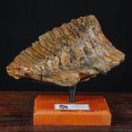 Fossiele kies van Mammuthus Primigenius – Noordzee. Tand -, Verzamelen, Mineralen en Fossielen