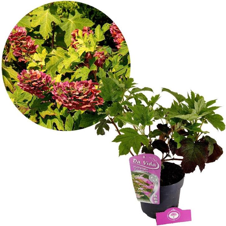 Hydrangea quercifolia Ruby Slippers + pot 19cm, Tuin en Terras, Planten | Tuinplanten, Verzenden