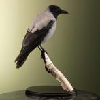 Bonte Kraai Taxidermie Opgezette Dieren By Max, Ophalen of Verzenden, Nieuw, Vogel, Opgezet dier