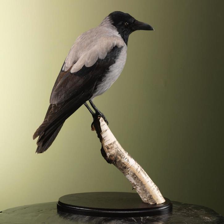Bonte Kraai Taxidermie Opgezette Dieren By Max, Verzamelen, Dierenverzamelingen, Opgezet dier, Nieuw, Vogel, Ophalen of Verzenden