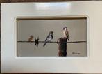 h poeder - Birds