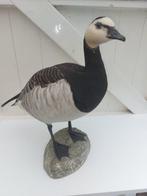 Canadese gans Taxidermie volledige montage - Branta, Verzamelen, Nieuw
