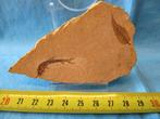 Vis en blad in matrix - Fossiele matrix - 52 mm - 87 mm
