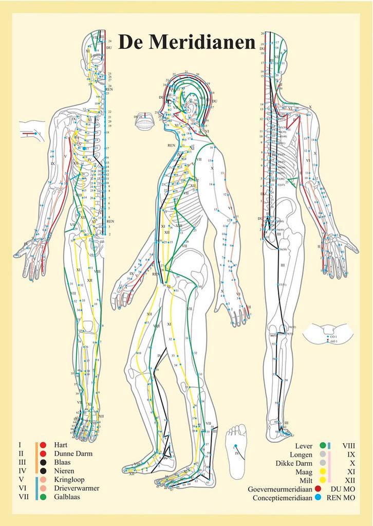 Anatomie poster meridianen (Nederlands, gelamineerd, A2)..., Sport en Fitness, Massageproducten