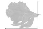 Design decoratief figuur vechtende vis CROWNTAIL 35cm zwart, Huis en Inrichting, Woonaccessoires | Vazen, Nieuw, Ophalen of Verzenden