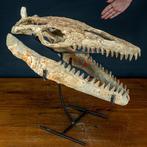 Zeer zeldzame natuurlijke fossiele schedel van een echte, Nieuw