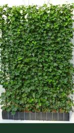 Kant en klaar Haag - Hedera schutting 120 x 180 cm, Tuin en Terras, Ophalen of Verzenden, Haag, 100 tot 250 cm