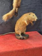 Rustbank en wasbeer Taxidermie volledige montage - Myocastor, Nieuw