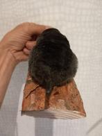 Mol Taxidermie volledige montage - Talpa Europaea - 5 cm -, Nieuw