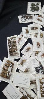 290 world Beetles longhorn beetle - cerambycidae in foil -, Nieuw
