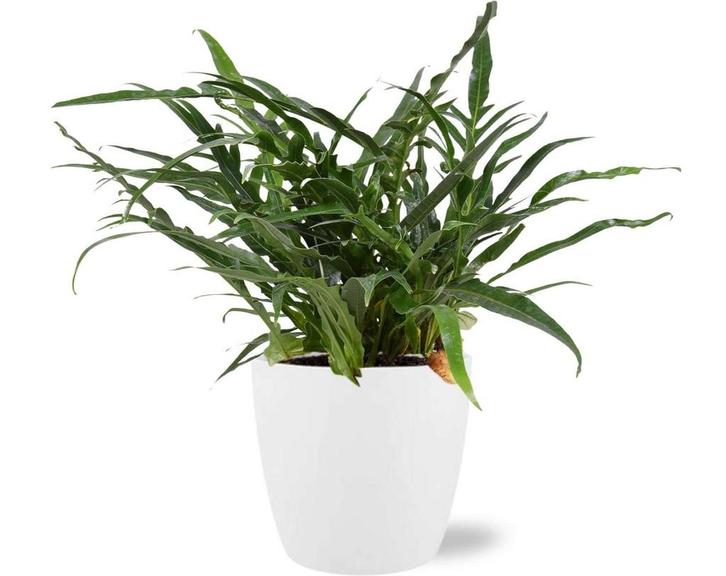 Aglaomorpha Coronans - Ø17cm - 45cm + Pot Brussels D18x17cm, Tuin en Terras, Bloembollen en Zaden, Verzenden