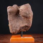 Uitsluitend fossielmonster - Woolly Mammoth - Fossiele, Verzamelen, Nieuw