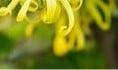 Geurolie Ylang-Ylang voor melts kaarsen en zeep 20 ml, Hobby en Vrije tijd, Knutselen, Ophalen of Verzenden, Nieuw