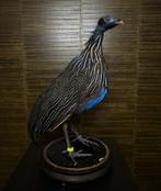 Gierparelhoen Taxidermie Opgezette Dieren By Max, Verzamelen, Dierenverzamelingen, Ophalen of Verzenden, Nieuw, Vogel, Opgezet dier