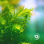 Elodea Densa Waterpest - Submers bundel van 3, Dieren en Toebehoren, Ophalen, Nieuw