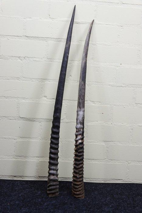 Gemsbok Hoorns - Oryx gazella - 3 cm - 3 cm - 86 cm-, Verzamelen, Dierenverzamelingen