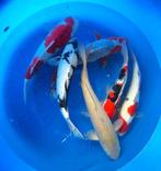 Hirasawa Marusei 45-55cm (Japanse Koi), Karper of Koi