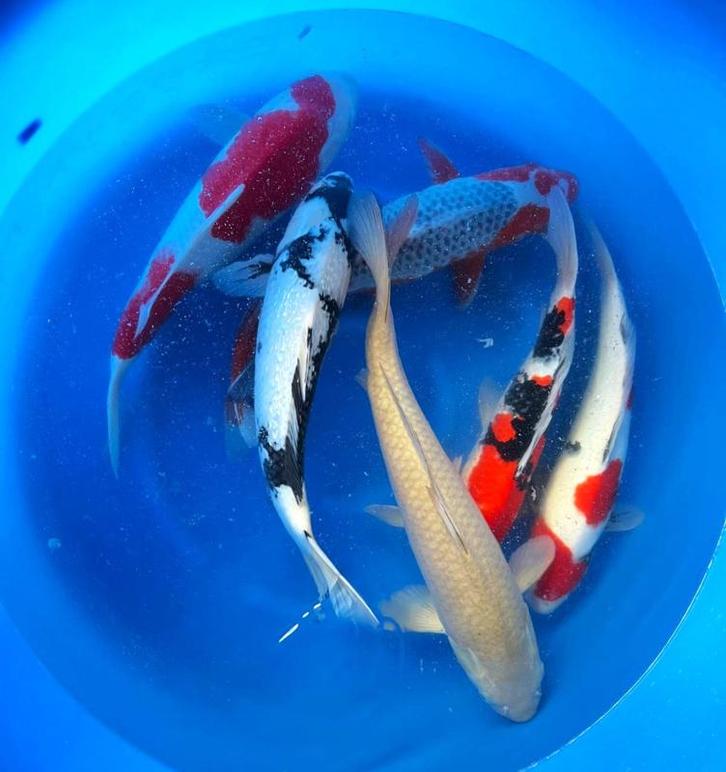 Hirasawa Marusei 45-55cm (Japanse Koi), Dieren en Toebehoren, Vissen | Vijvervissen, Karper of Koi