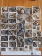 Koraal - Gefossiliseerd dier - Rugosa & Tabulata Kollektion, Verzamelen