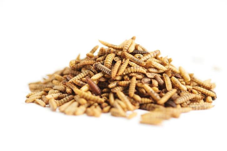 Black Soldier Fly, Dieren en Toebehoren, Dierenvoeding, Vogel, Verzenden