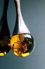 Zeldzaam natuurlijk Baltisch amber hanger met fossiele, Nieuw